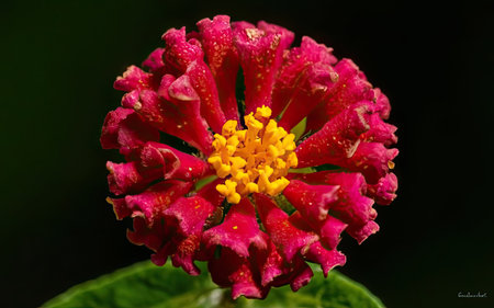 Zinnia flower with water drops on the petals close upの素材