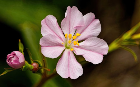 Beautiful pink flower on a dark background. Close-up.の素材
