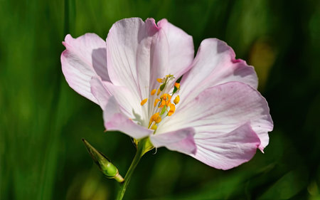 Close up of a pink flower with a blurred green background in the gardenの素材