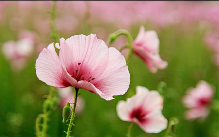 Pink poppies in the field, close-up, selective focusの素材