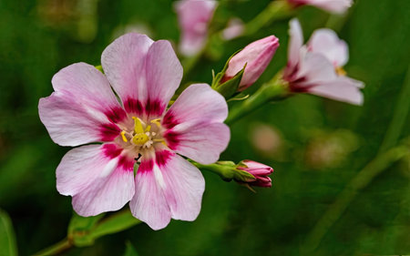 A closeup of a pink and white flower in the garden.の素材