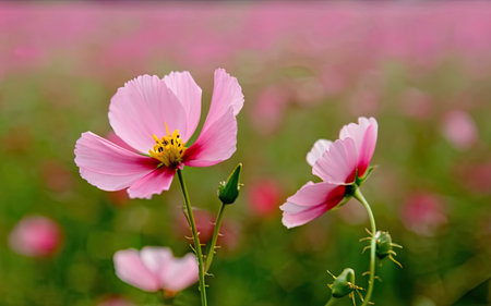 Cosmos flower blooming in the garden with soft focus background.の素材