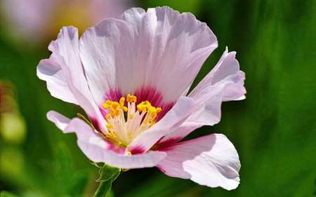 Pink and white hibiscus flower on a green background.の素材