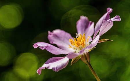 Close-up of a purple flower on a bokeh backgroundの素材