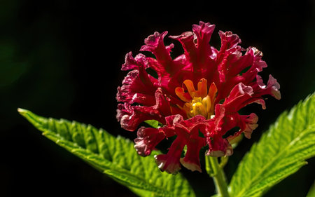 Red Lantana camara flower on a dark background close upの素材