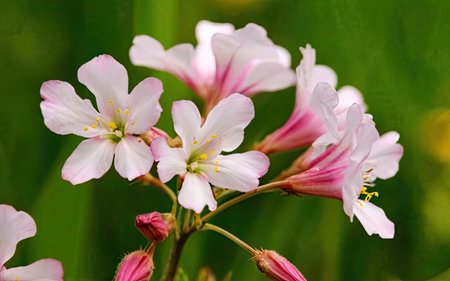 Close up of pink flowers in the garden. Shallow depth of field.の素材