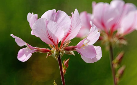 pink geranium flowers on green background, closeup of photoの素材