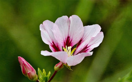 Close up of a pink geranium flower with blurred green background.の素材