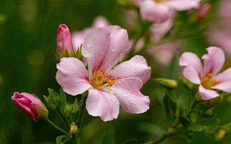 Pink flowers with raindrops on petals and green leaves on blurred backgroundの素材