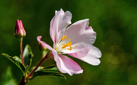 Close-up of a pink apple blossom on a green backgroundの素材