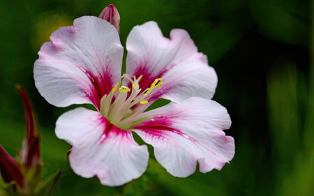 A closeup of a beautiful pink and white flower with green backgroundの素材