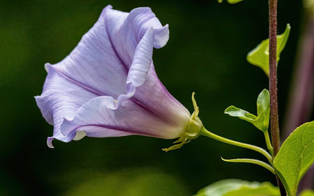 Morning glory (Convolvulus arvensis) flower.の素材