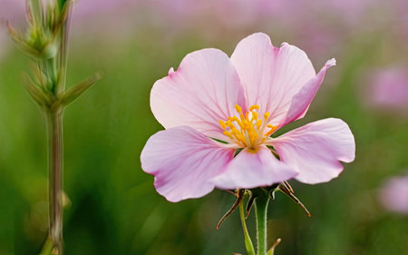 pink flower on a green meadow, closeup of photoの素材