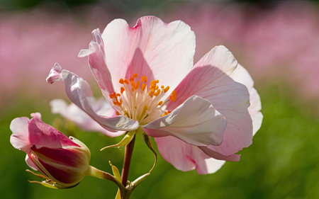 Close up of pink and white flower with green blurred background in the gardenの素材