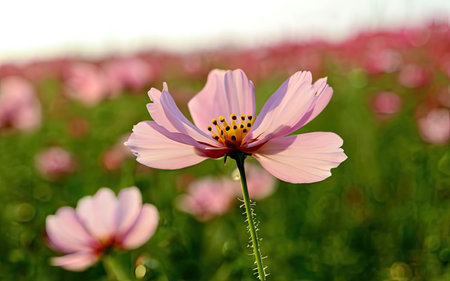 Cosmos flower in the field, soft focus and bokehの素材