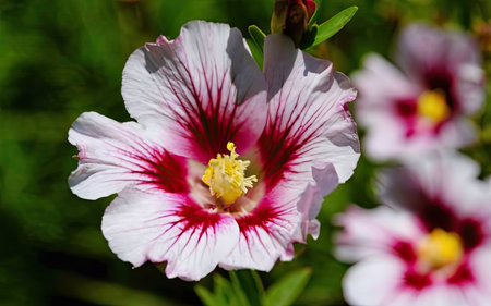 Hibiscus syriacus is a species of flowering plant in the family Malvaceae.の素材