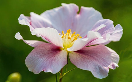 Hibiscus sylvestris, white and pink flowerの素材
