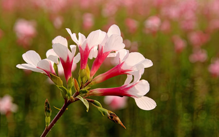 Pink and white flower in the garden with bokeh background.の素材