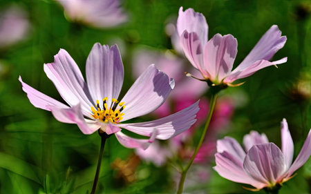 Cosmos flowers in the garden, close-up, selective focusの素材