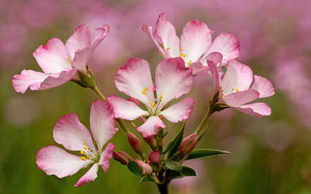 Close up of pink flowers on a background of pink flowers in the gardenの素材