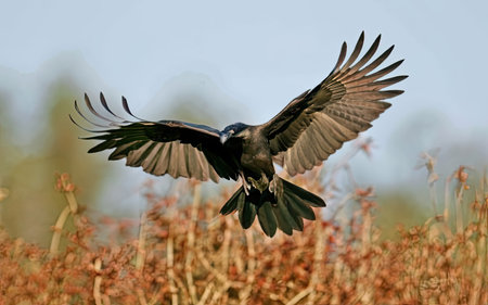 Hooded crow, Corvus corax, single bird in flight, Warwickshireの素材