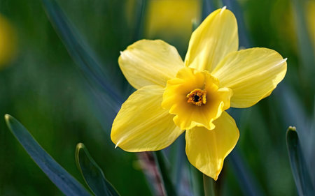 Yellow daffodil on green background. Daffodil is a genus of flowering plants in the daffodil family.の素材