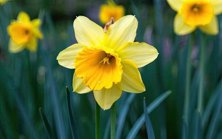 Daffodil (Narcissus pseudonarcissus)の素材