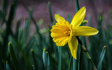 Yellow daffodil on a background of green grass in springの素材