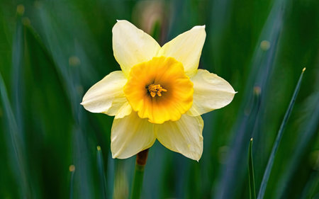 Daffodil (Narcissus pseudonarcissus)の素材