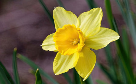 Yellow daffodil (Narcissus poeticus)の素材