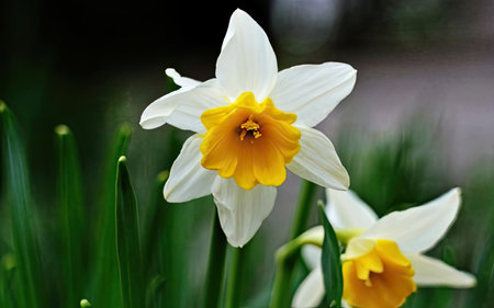 Narcissus, Daffodil, Narcissus poeticusの素材