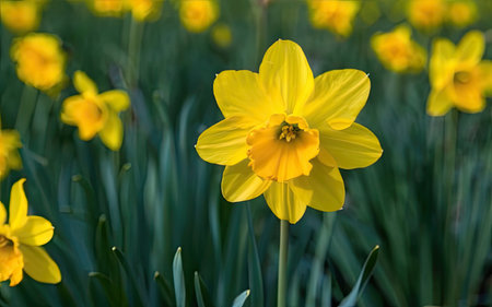 Yellow daffodils in the garden. Springtime flower background.の素材