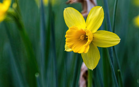 Yellow daffodil (Narcissus poeticus)の素材