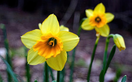 Daffodils (Narcissus pseudonarcissus)の素材
