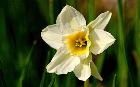 White daffodil (Narcissus poeticus)の素材