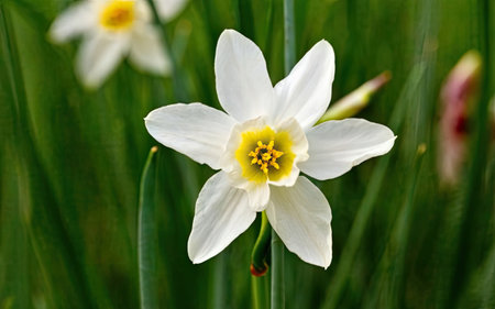 Narcissus is a genus of flowering plants in the daffodil family.の素材