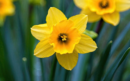 Yellow daffodils in the garden. Spring flowers background.の素材