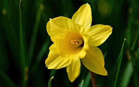Yellow daffodil on the background of green grass. Close-upの素材