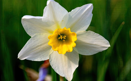 White daffodil (Narcissus poeticus)の素材