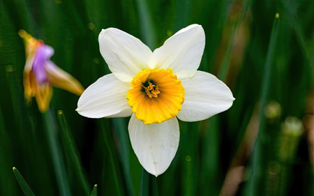 Narcissus is a genus of flowering plants in the daffodil family.の素材