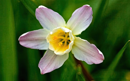 Narcissus is a genus of flowering plants in the lily family.の素材