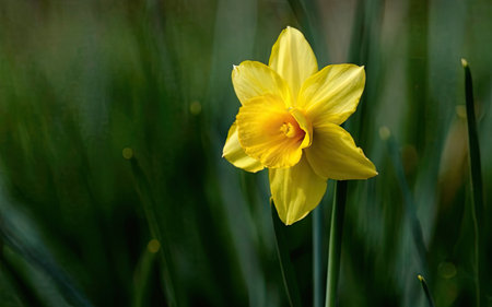 Yellow daffodil (Narcissus pseudonarcissus)の素材