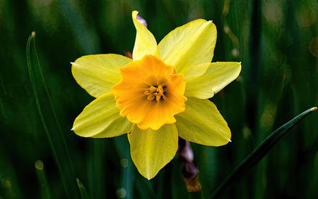 Yellow daffodil (Narcissus pseudonarcissus)の素材