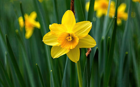 Daffodil (Narcissus pseudonarcissus)の素材