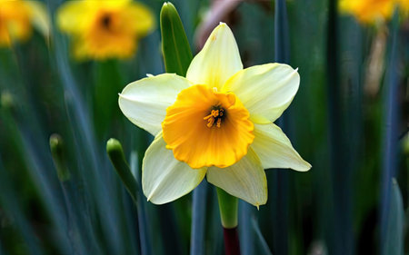 Daffodil (Narcissus pseudonarcissus).の素材
