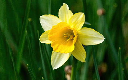 Yellow daffodil (Narcissus poeticus)の素材