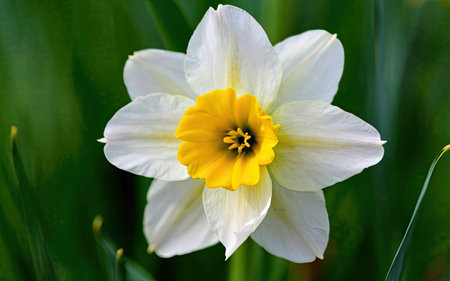 White daffodil with yellow center and green leaves in the backgroundの素材