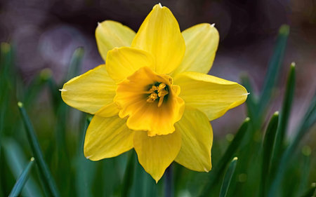 Yellow daffodil (Narcissus poeticus)の素材