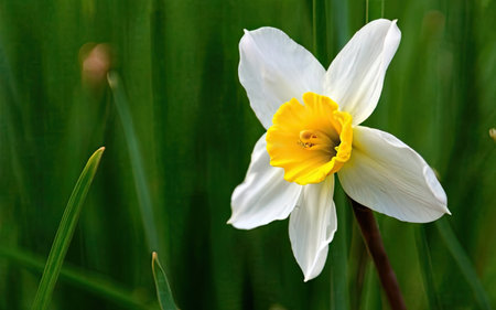 Narcissus (Narcissus pseudonarcissus)の素材