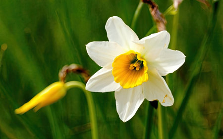 Narcissus in the meadow, closeup of photoの素材